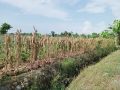 Perum Bulog Pusat Targetkan Pengadaan Jagung dari NTB 200 Ribu Ton