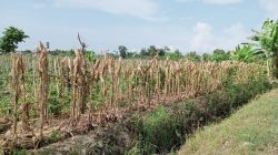 Perum Bulog Pusat Targetkan Pengadaan Jagung dari NTB 200 Ribu Ton