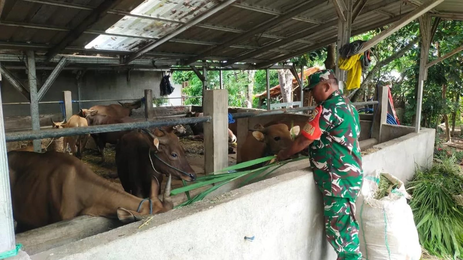 Penuhi Kebutuhan Protein Hewani, Babinsa Midang Dampingi Peternak Penggemukan Sapi 