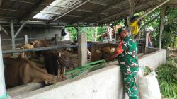 Penuhi Kebutuhan Protein Hewani, Babinsa Midang Dampingi Peternak Penggemukan Sapi 
