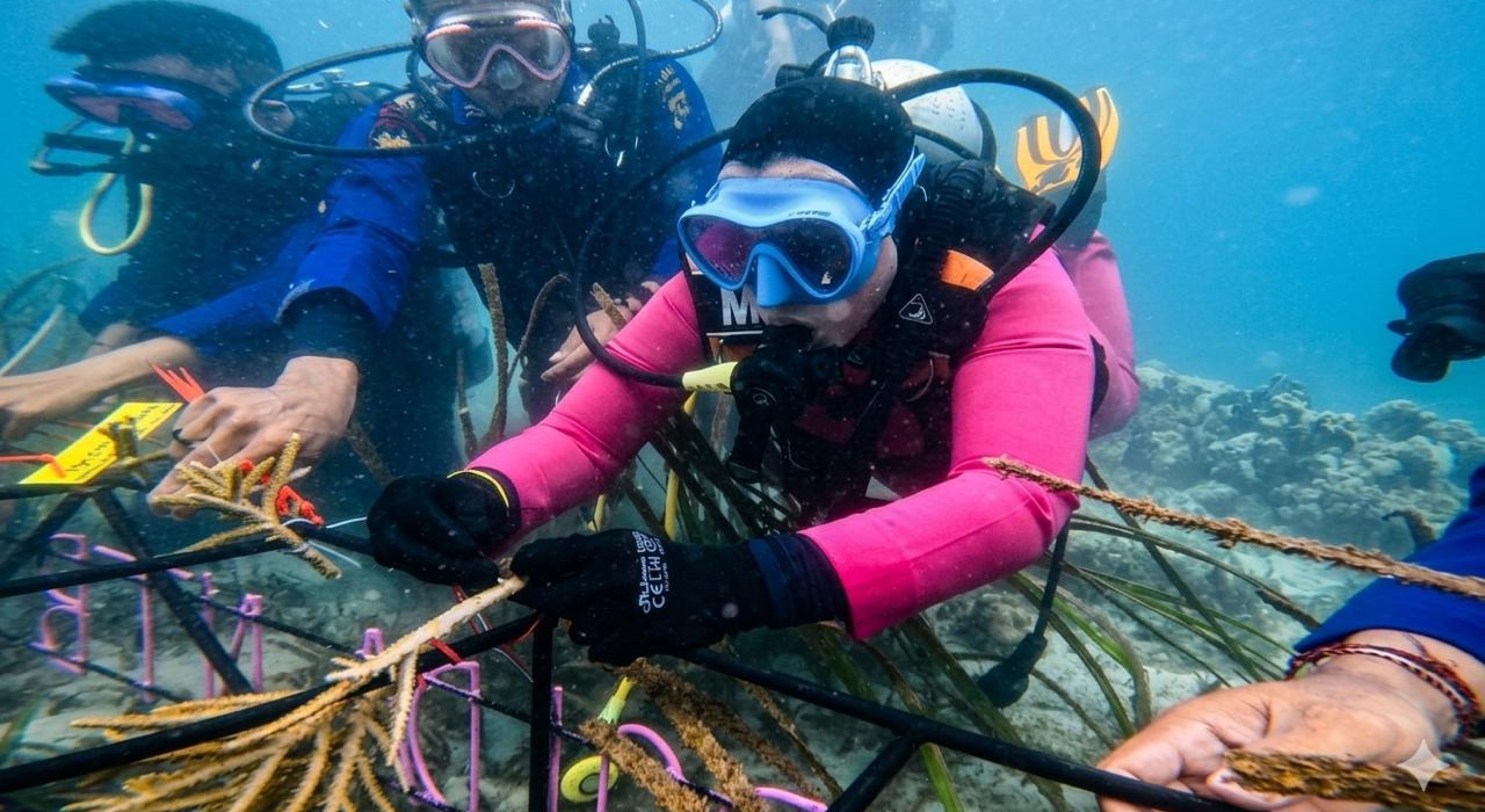 Ketua Bhayangkari Daerah NTB Tanam Terumbu Karang di Gili Sudak