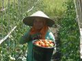 Petani Tomat Lombok Barat ini Sukses Berkat Pupuk Orgamil