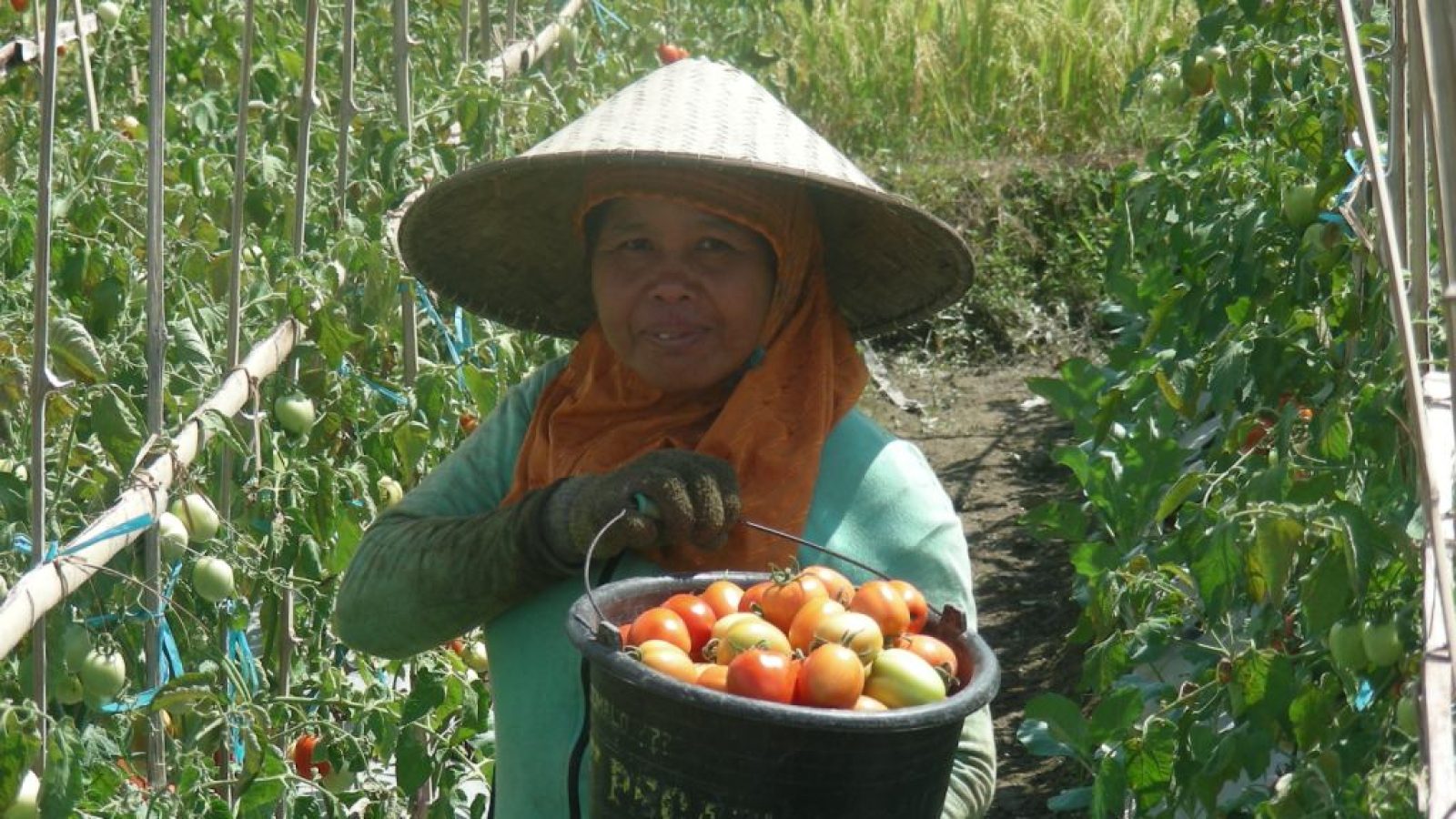 Petani Tomat Lombok Barat ini Sukses Berkat Pupuk Orgamil