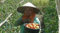 Petani Tomat Lombok Barat ini Sukses Berkat Pupuk Orgamil