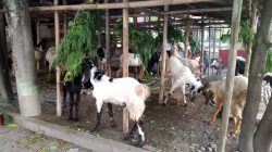Ketersediaan Hewan Kurban di Mataram Mencukupi