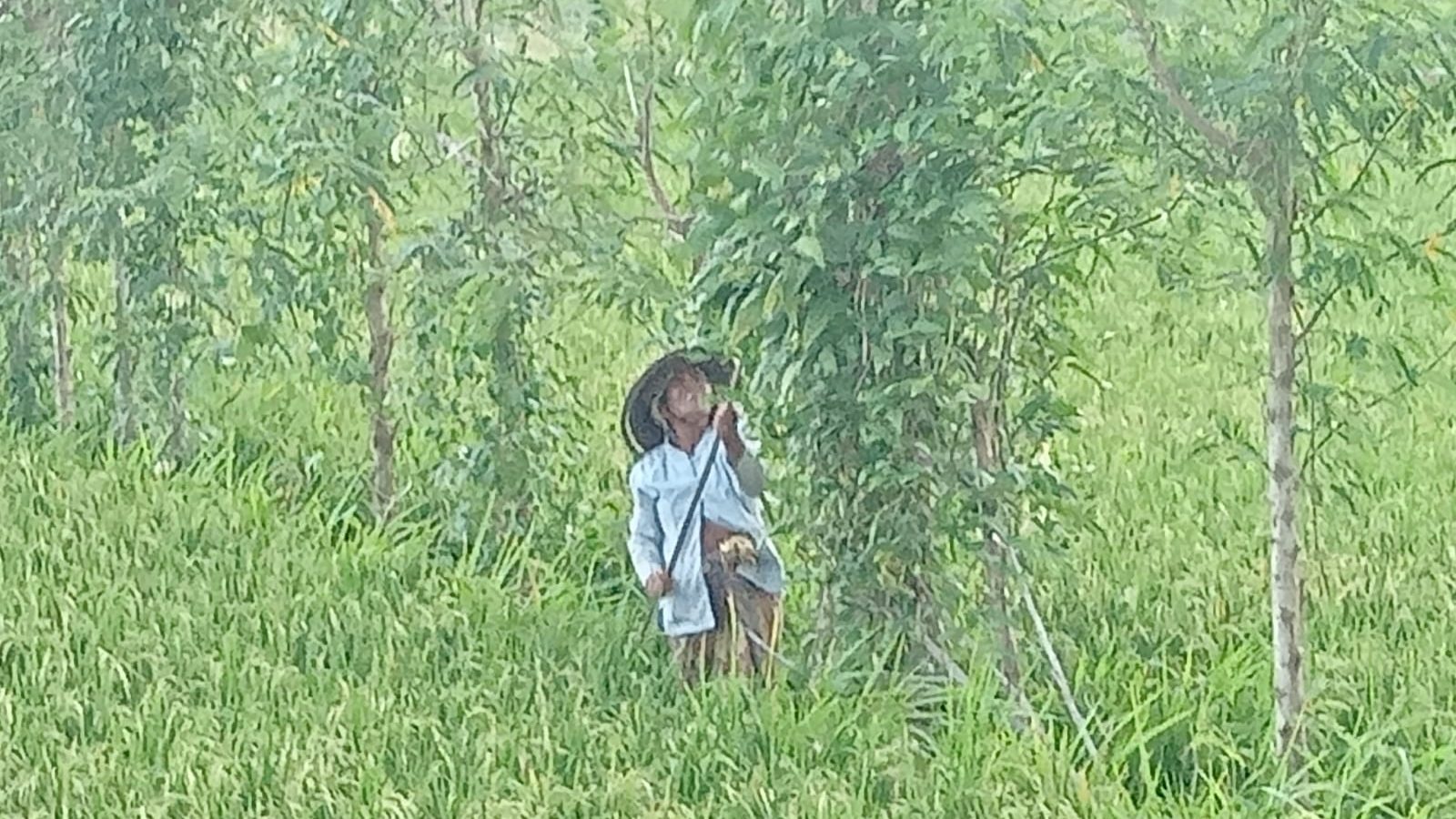 Perlunya Diversifikasi Usaha Tani dan Antisipasi Kekeringan di Lobar