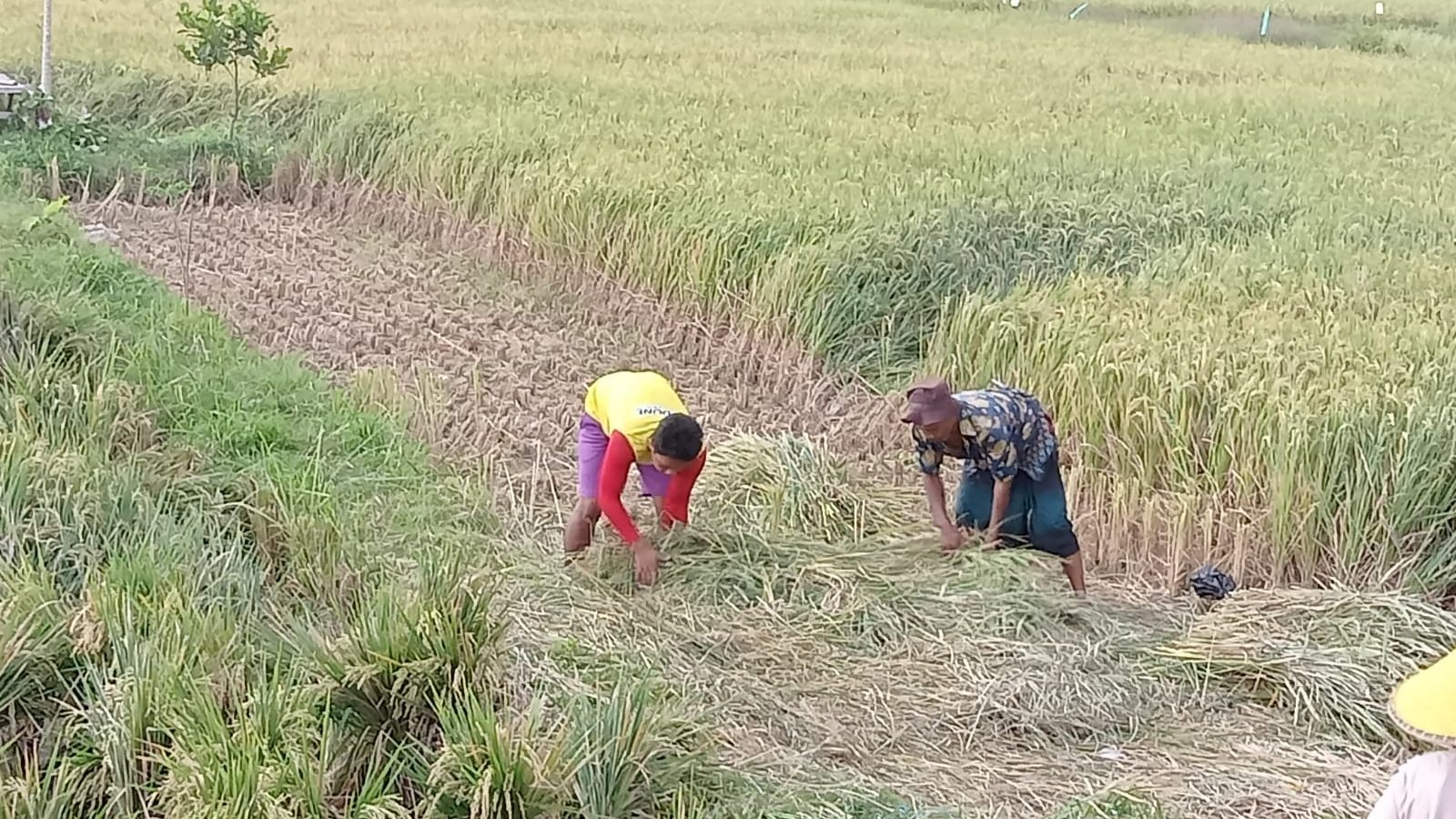 Perlunya Diversifikasi Usaha Tani dan Antisipasi Kekeringan di Lobar