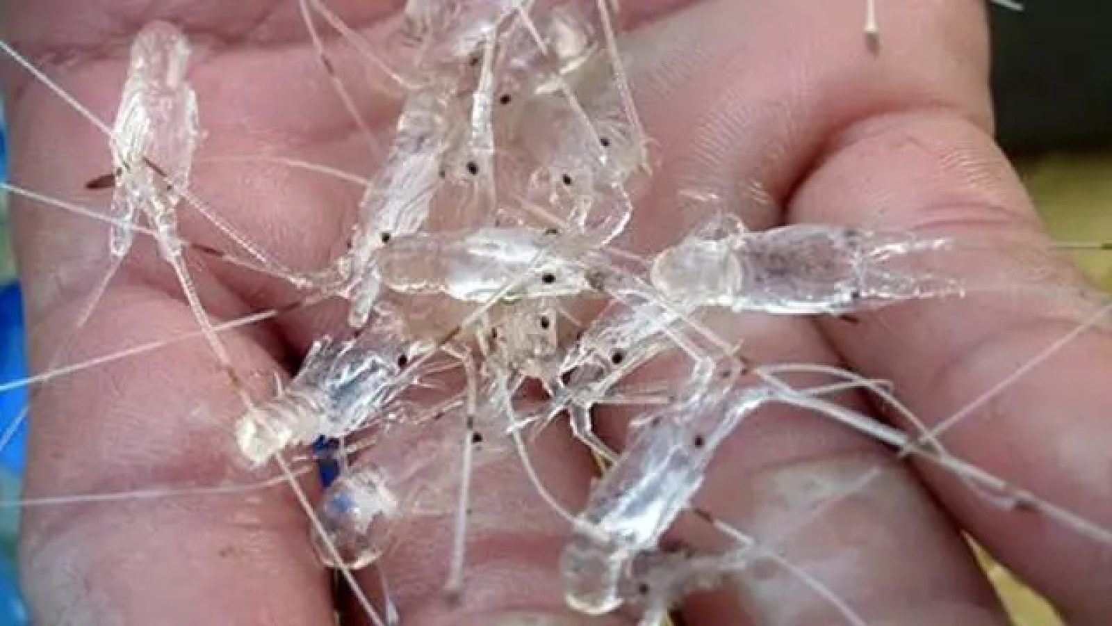 Perlu Kolaborasi Pembudidaya dan Oftaker, agar Lobster NTB Terserap Pasar
