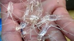 Perlu Kolaborasi Pembudidaya dan Oftaker, agar Lobster NTB Terserap Pasar