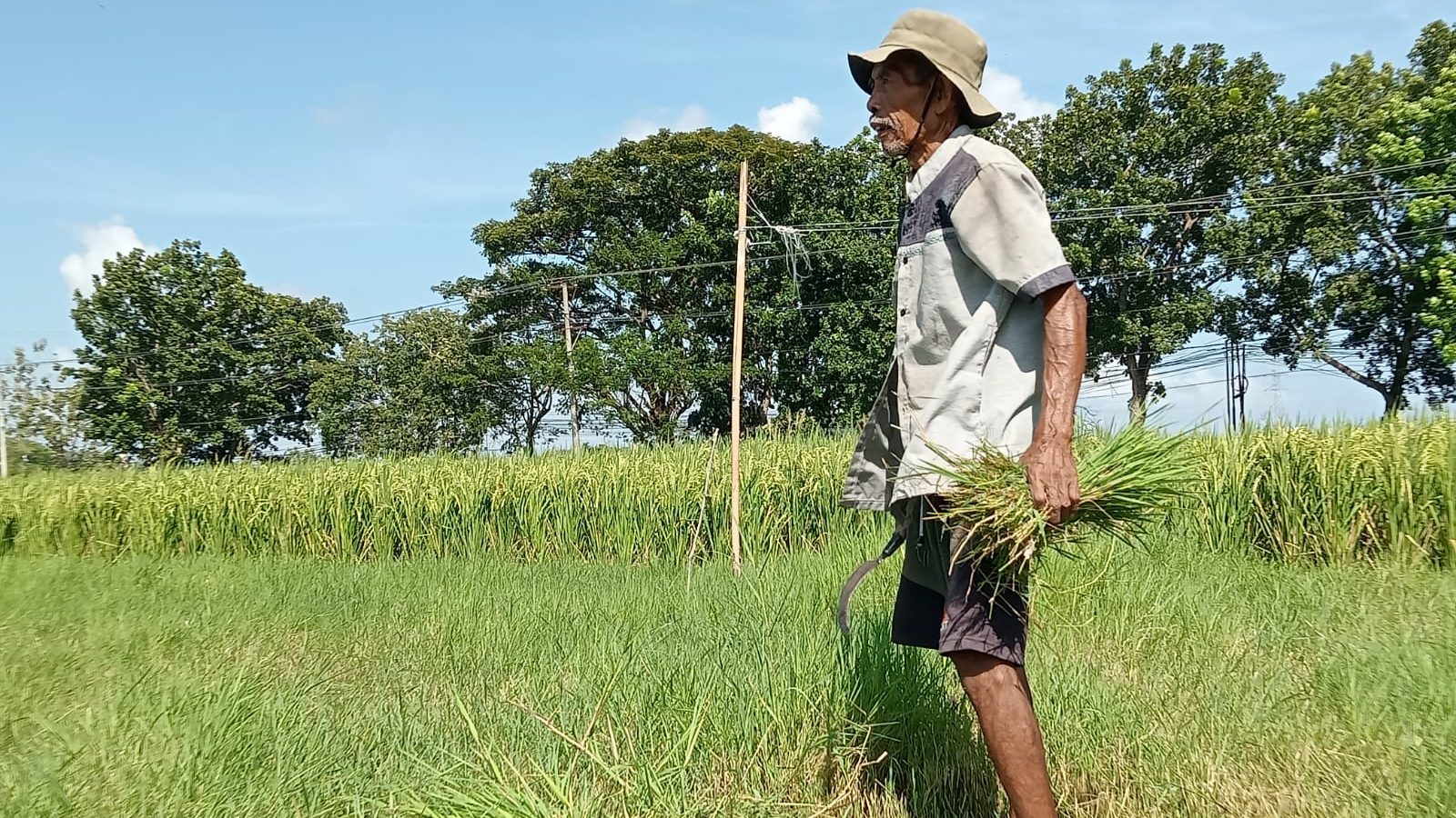 Kisah Inspiratif, Jamhur Peternak Lobar, Rauf Jutaan Rupiah Sebulan dari Rumput