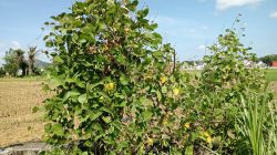 Kacang Komak di NTB, Komoditas Tanaman Pangan Lokal dengan Nilai Ekonomi Menjanjikan