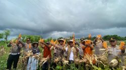 Panen Raya Jagung Serentak di Lombok Utara, Dukung Swasembada Pangan Nasional