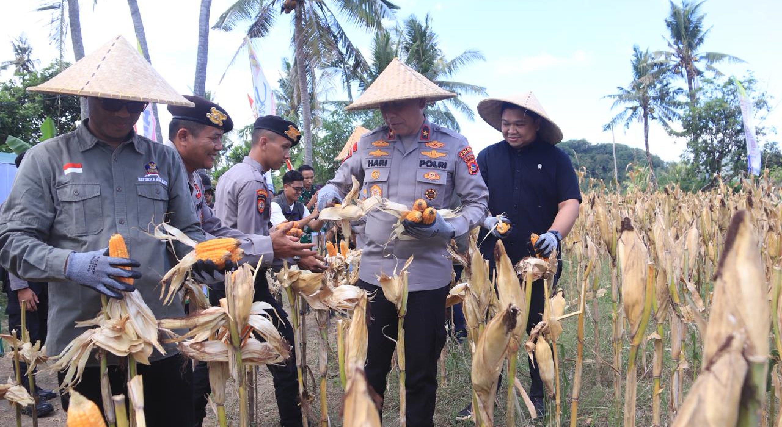 Polda NTB Gelar Panen Raya Jagung Serentak, Dukung Ketahanan Pangan Nasional