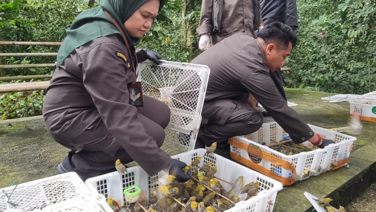 Ilegal, 1.392 Ekor Burung Dilepasliarkan ke Habitat Asal TWA Suranadi