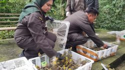 Ilegal, 1.392 Ekor Burung Dilepasliarkan ke Habitat Asal TWA Suranadi