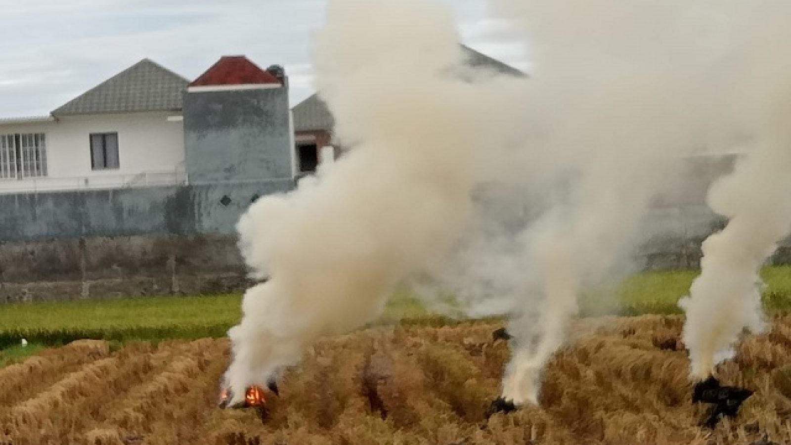 Bakar Jerami Pasca Panen, Distan Lobar Ingatkan akan Hilangkan Unsur Hara Tanah Sawah