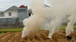 Bakar Jerami Pasca Panen, Distan Lobar Ingatkan akan Hilangkan Unsur Hara Tanah Sawah