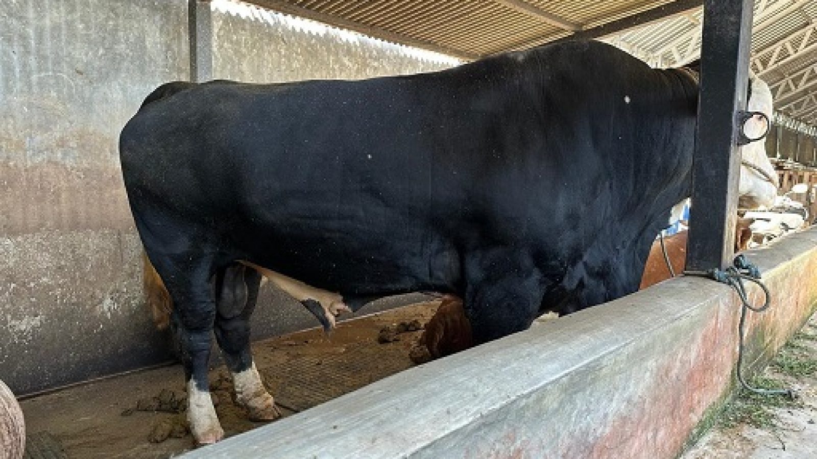 Sapi Banmaspres Ireng Gagah Manis dari Lombok Barat Berbobot 1,01 Ton
