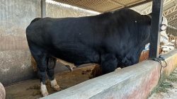 Sapi Banmaspres Ireng Gagah Manis dari Lombok Barat Berbobot 1,01 Ton