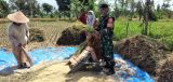 Dekat dengan Petani, Cara Babinsa Merembu Dukung Peningkatan Produksi Pangan Nasional