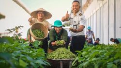 Lapas Kelas II A Kuripan, Lombok Barat, Panen Perdana Kedelai Sayur Edamame, Perkuat Ketahanan Pangan