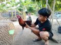 Aki Maulana, Beternak Ayam Pejantan, Buktikan Alumni Ponpes Bisa jadi Pengusaha