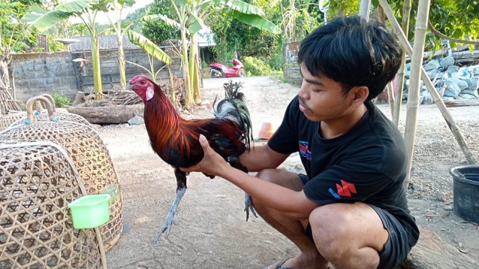 Aki Maulana, Beternak Ayam Pejantan, Buktikan Alumni Ponpes Bisa jadi Pengusaha