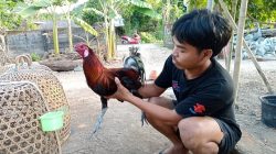 Aki Maulana, Beternak Ayam Pejantan, Buktikan Alumni Ponpes Bisa jadi Pengusaha