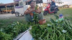 Kangkung Lombok Bernama Sinona dan Aeni Tingkatkan Ekonomi Petani