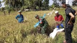 Babinsa Midang Turun Ubinan Padi