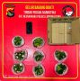 Polisi Bongkar Budidaya Magic Mushroom di Lombok Utara, Sebanyak 407,63 Gram Disita