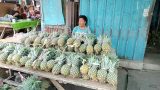 Nanas Penggerak Ekonomi Masyarakat Lendang Nangka