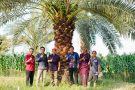 Jajaki Pengembangan Kurma Tropis, Bapperida Murung Raya Konsultasi ke BRIDA NTB