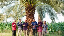 Jajaki Pengembangan Kurma Tropis, Bapperida Murung Raya Konsultasi ke BRIDA NTB