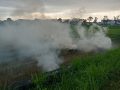 Bakar Jerami Jadi Kebiasaan, Petani Lombok Barat Tak Sadar Hilangkan Kesuburan Tanah