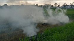 Bakar Jerami Jadi Kebiasaan, Petani Lombok Barat Tak Sadar Hilangkan Kesuburan Tanah